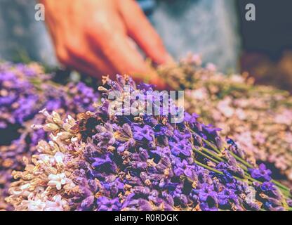 Ragazza preparare aromatici di erbe officinali per camere da letto. Bel mazzo di lavanda fresca (Lavandula angustifolia) Foto Stock