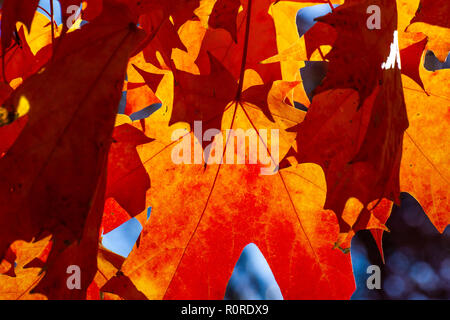 Colpisce il fogliame di autunno in transizione e al loro picco in Adams Morgan e Dupont Circle e i quartieri di Washington DC, nei primi giorni di novembre. Foto Stock