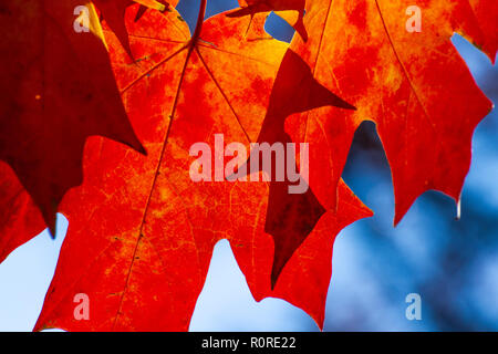 Colpisce il fogliame di autunno in transizione e al loro picco in Adams Morgan e Dupont Circle e i quartieri di Washington DC, nei primi giorni di novembre. Foto Stock