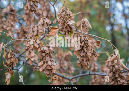 L'acero di monte / Acer pseudoplatanus marrone frutta secca sul ramo Foto Stock