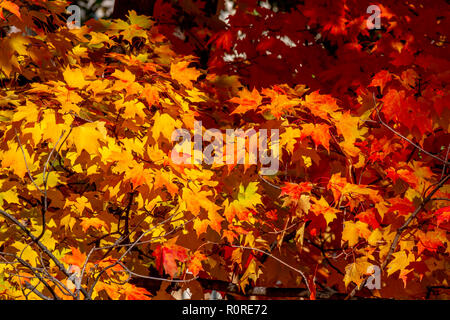 Colpisce il fogliame di autunno in transizione e al loro picco in Adams Morgan e Dupont Circle e i quartieri di Washington DC, nei primi giorni di novembre. Foto Stock