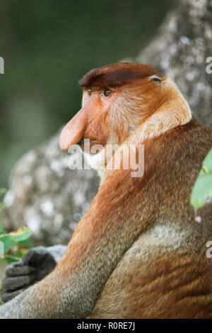 Proboscide di scimmia (Nasalis larvatus), Bako National Park, Stati di Sarawak, nel Borneo, Malaysia Foto Stock