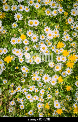 Fiore in fiore prato, il tarassaco (Taraxacum officinale) e comuni margherite (Bellis perennis), Andalusia, Spagna Foto Stock