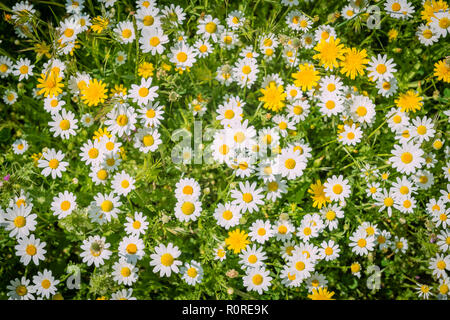 Fiore in fiore prato, il tarassaco (Taraxacum officinale) e comuni margherite (Bellis perennis), Andalusia, Spagna Foto Stock