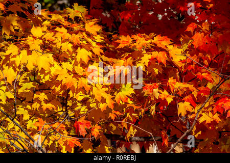 Colpisce il fogliame di autunno in transizione e al loro picco in Adams Morgan e Dupont Circle e i quartieri di Washington DC, nei primi giorni di novembre. Foto Stock