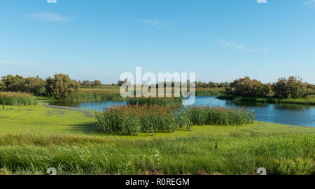 Area di palude, il Parco Nazionale di Doñana, El Rocina, Coto de Doñana National Park, provincia di Huelva, Andalusia, Spagna Foto Stock