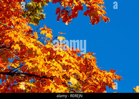 Colpisce il fogliame di autunno in transizione e al loro picco in Adams Morgan e Dupont Circle e i quartieri di Washington DC, nei primi giorni di novembre. Foto Stock