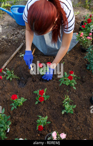 Foto di giovane donna agronomo piantagione di rose rosse nel giardino sul giorno di estate Foto Stock