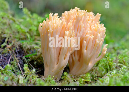 Ramaria mairei (Ramaria mairei), corpo fruttifero, tossico, Parco Nazionale degli Hohe Tauern, Carinzia, Austria Foto Stock