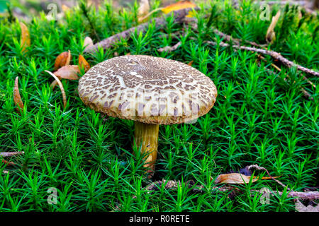 Funghi porcini (porosporus Xerocomus porosporus) di MOSS, Baviera, Germania Foto Stock