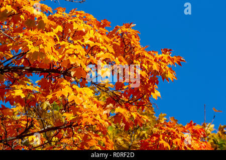 Colpisce il fogliame di autunno in transizione e al loro picco in Adams Morgan e Dupont Circle e i quartieri di Washington DC, nei primi giorni di novembre. Foto Stock