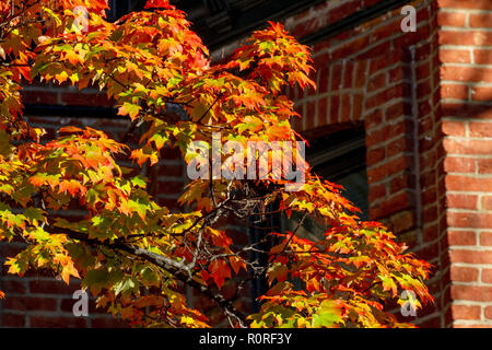 Colpisce il fogliame di autunno in transizione e al loro picco in Adams Morgan e Dupont Circle e i quartieri di Washington DC, nei primi giorni di novembre. Foto Stock