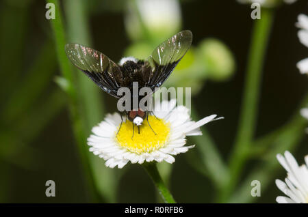 Bee Fly, Ogcodocera leucoprocta, foraggio maschile su fleabane, Erigeron sp. Foto Stock