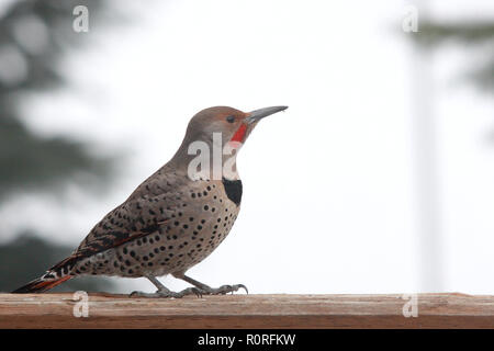 Il Flicker comune o il Flicker settentrionale, o il Flicker rosso-shafted Foto Stock