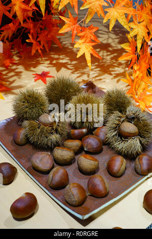 Le castagne fresche in guscio in inverno con foglie di acero Foto Stock