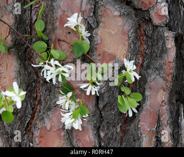 Western Serviceberry sboccia contro un albero testurizzato e tronco di albero multicolore Foto Stock