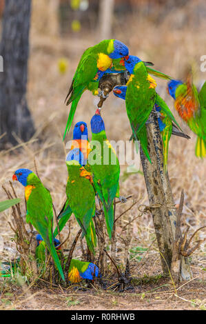 Un gregge di disperatamente sete Rainbow Parrocchetti a depositare su un gocciolamento outback australiano bere il rubinetto. Foto Stock