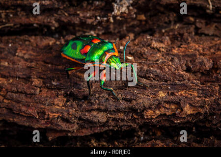 Gioiello verde bug, Scutiphora pedicellata, su legno corteccia, trovate intorno alla costa orientale dell'Australia Foto Stock