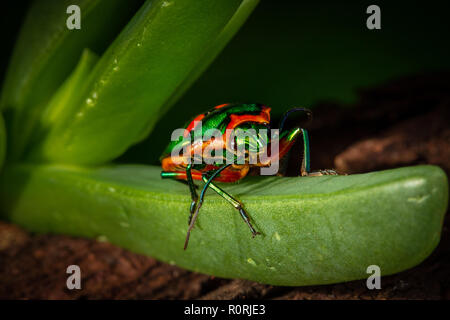 Gioiello verde bug, Scutiphora pedicellata, su impianto, trovate intorno alla costa orientale dell'Australia Foto Stock