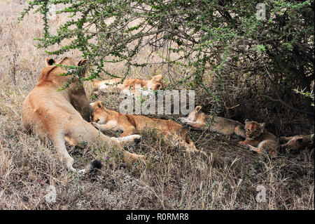 Il mezzogiorno nel Serengeti - una leonessa e lupetti riposare all'ombra di un albero di acacia Foto Stock