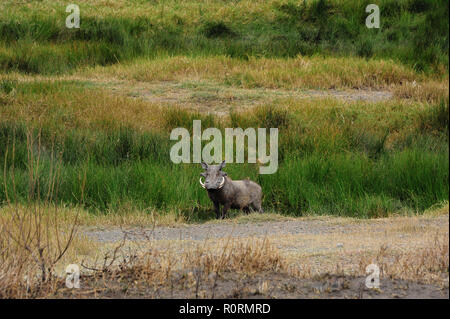 Ritratto di un maschio warthog (Phacochoerus africanus) in piedi in mezzo al verde lungo canne in corrispondenza di un foro di irrigazione. Foto Stock