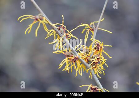 Hamamelis x intermedia Vesna Foto Stock