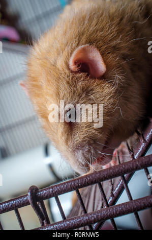 Fantasia di colore fulvo dumbo eared pet ratto alla apertura della gabbia Foto Stock