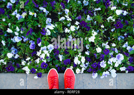 Gambe in rosso sneakers accanto alla fioritura boccioli di fiori pervinca. Foto Stock