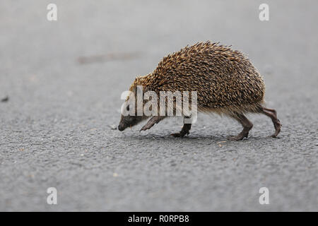 Unione Riccio, Erinaceus europeus, strada di attraversamento Foto Stock