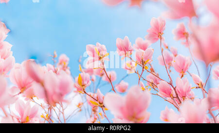 Bellissimi fiori di primavera sfondo astratto della natura. Colori pastello di fioritura albicocca macro con soft focus sul dolce luce blu sullo sfondo del cielo Foto Stock