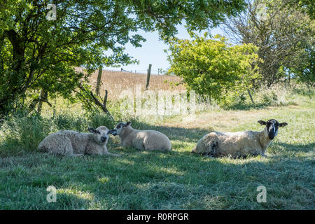 Pecora con agnello giacente in un campo all'ombra di un albero vicino a perdere Hill, Derbyshire, England, Regno Unito Foto Stock