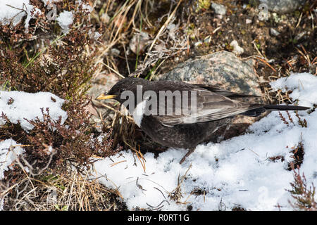 Ring Ouzel, Turdus torquatus, maschio primavera Foto Stock