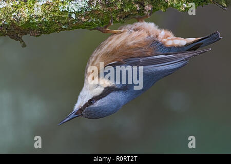 Picchio muratore, Sitta europaea, appeso a testa in giù sul ramo Foto Stock