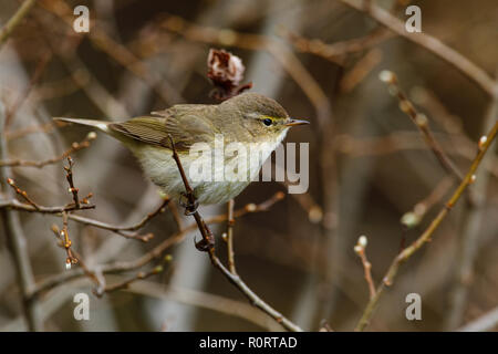 Chiffchaff comune , Phylloscopus collybita, in primavera Foto Stock