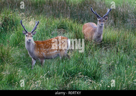 Cervi Sika, Cervus nippon, cervi in velluto Foto Stock