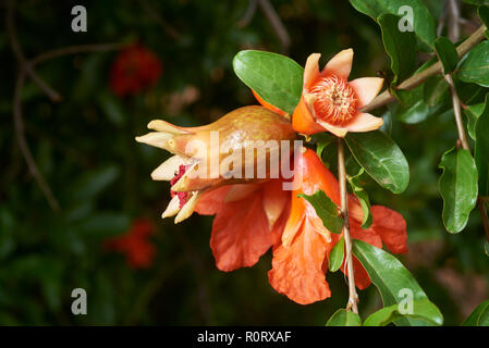 Fioritura e allegagione insieme di giovani Pomeganate tree. Foto Stock