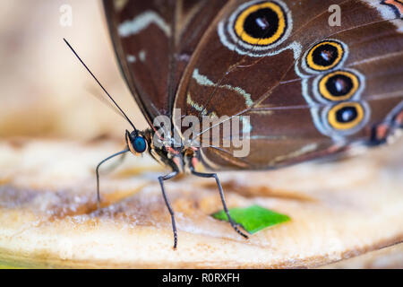 Blue Morpho Butterfly Foto Stock