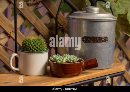 Libero di plastica riciclata di giardinaggio pentole usate in giardino per la coltivazione di piante succulente. Foto Stock