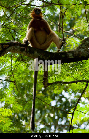 Un Langur tappato (Trachypitheus pileatus), localmente denominata Mukh Pora Hanuman in Satchari Parco Nazionale. Habiganj, Bangladesh. Foto Stock