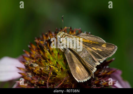 Southern Broken-Dash, Polites otho, femmina su fiore viola, Echinacea angustifolia Foto Stock