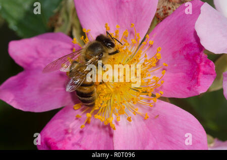 Il miele delle api, Apis mellifera, sul rosa selvatica, Rosa sp. Foto Stock