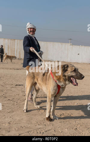 Spettatore di combattimento del cane il venerdì a Mazar-i-Sharif, Balkh Provincia, Afghanistan Foto Stock