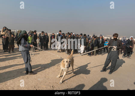 I cani in lotta con gli spettatori le scommesse su di loro - Cane torneo di lotta di venerdì a Mazar-i-Sharif, Balkh Provincia, Afghanistan. Foto Stock