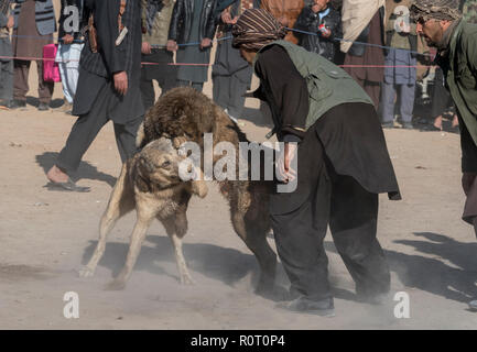 I cani in lotta con gli spettatori le scommesse su di loro - Cane torneo di lotta di venerdì a Mazar-i-Sharif, Balkh Provincia, Afghanistan. Foto Stock