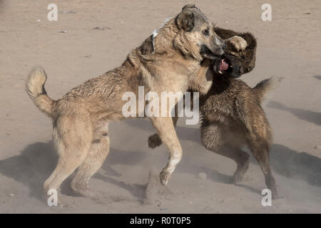 Cane combattendo il venerdì a Mazar-i-Sharif, Balkh Provincia, Afghanistan Foto Stock