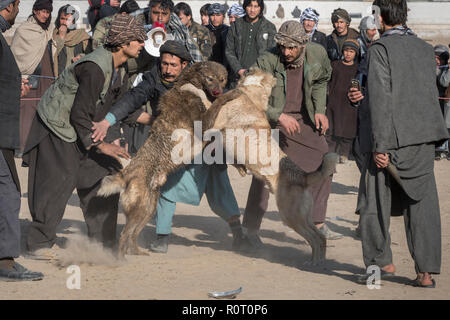 I cani in lotta con gli spettatori le scommesse su di loro - Cane torneo di lotta di venerdì a Mazar-i-Sharif, Balkh Provincia, Afghanistan. Foto Stock