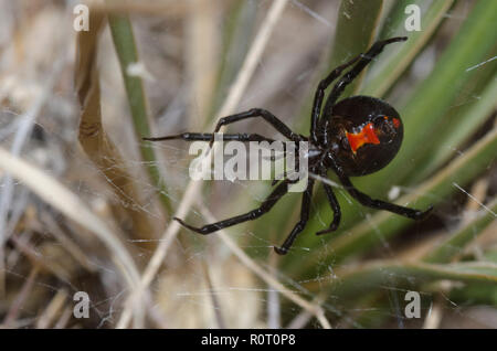 Western Black Widow, Latrodectus hesperus Foto Stock