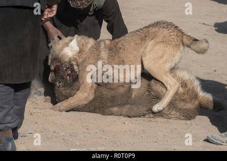 Cane combattendo il venerdì a Mazar-i-Sharif, Balkh Provincia, Afghanistan Foto Stock