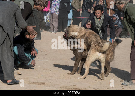 I cani in lotta con gli spettatori le scommesse su di loro - Cane torneo di lotta di venerdì a Mazar-i-Sharif, Balkh Provincia, Afghanistan. Foto Stock