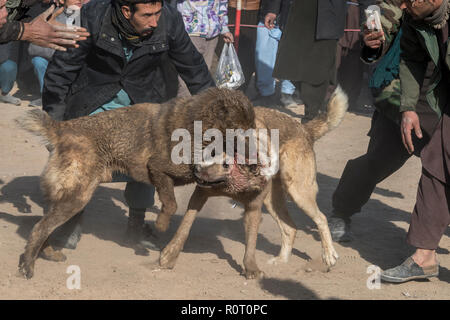 I cani in lotta con gli spettatori le scommesse su di loro - Cane torneo di lotta di venerdì a Mazar-i-Sharif, Balkh Provincia, Afghanistan. Foto Stock